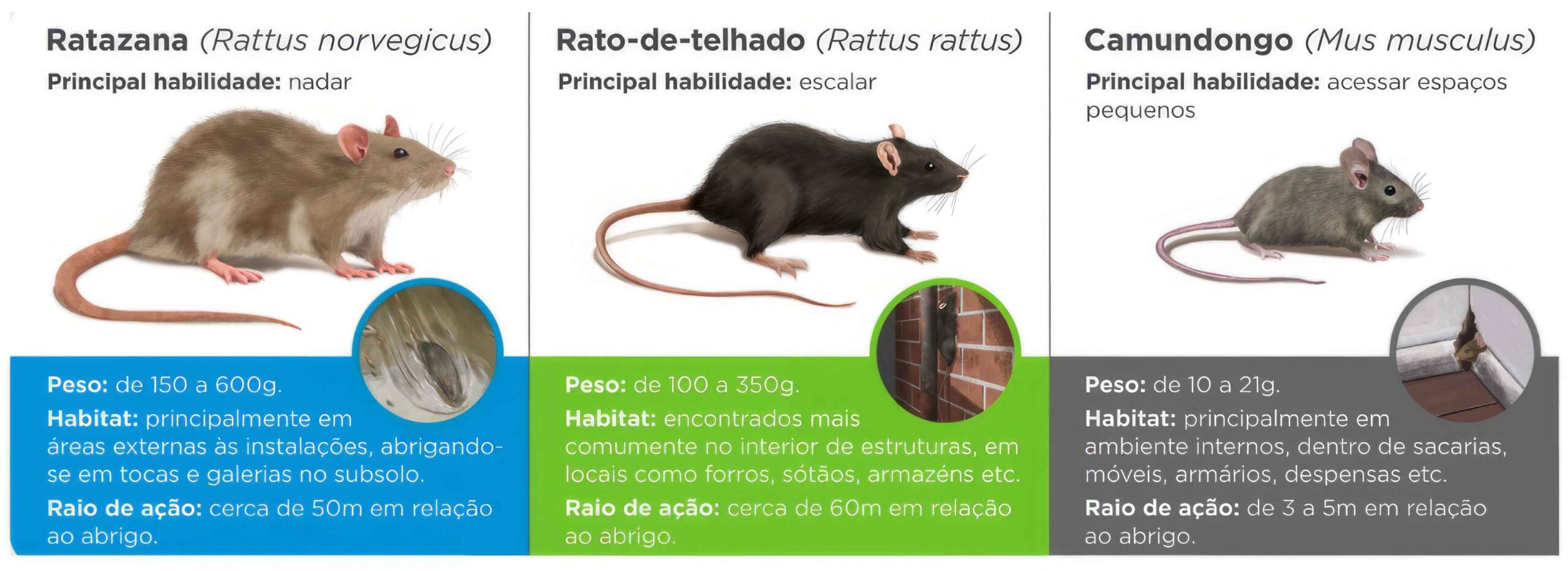 Descubra-quais-sao-as-principais-especies-de-ratos-que-podem-invadir-sua-casa-e-ambiente